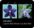 Phal. LL Blue Robin 3653